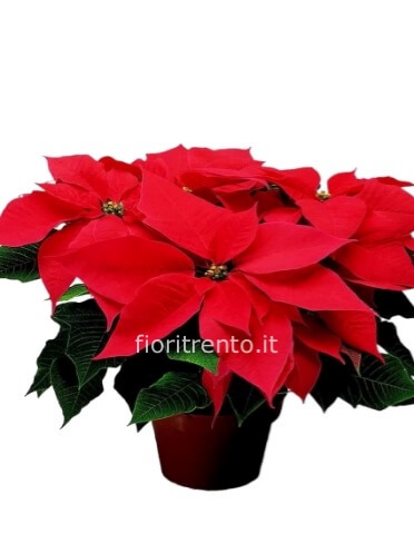 Stella di Natale