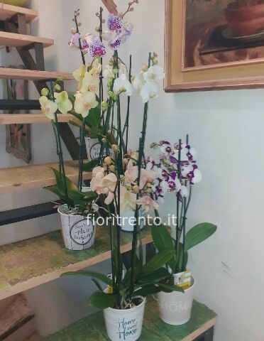 Orchidea Phalænopsis  in coprivaso ceramica