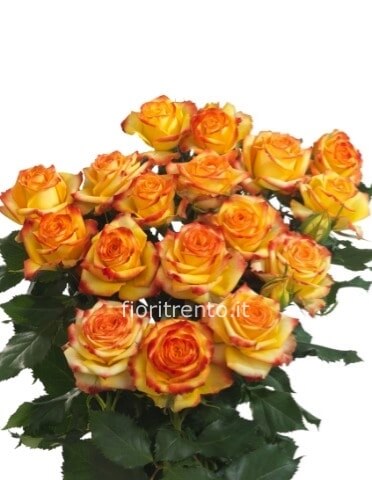 Rose arancio a steli